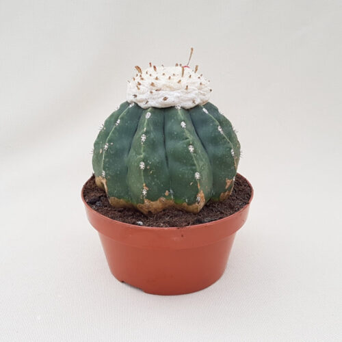 Melocactus maxonii inermis vaso Ø 17 | CactusMania