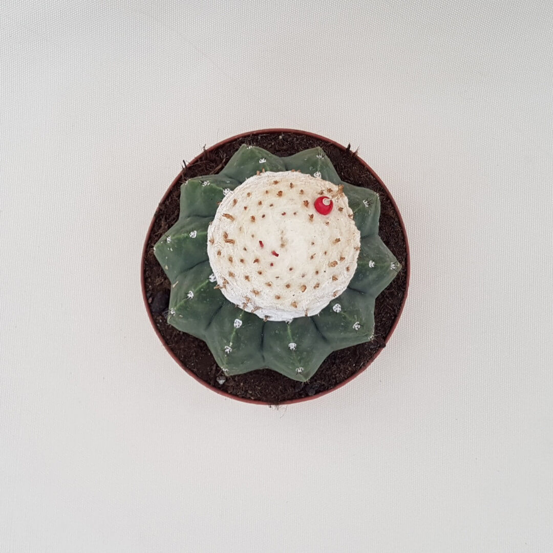 Melocactus maxonii inermis vaso Ø 17 | CactusMania