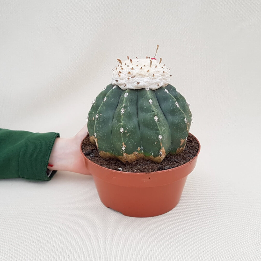 Melocactus maxonii inermis vaso Ø 17 | CactusMania