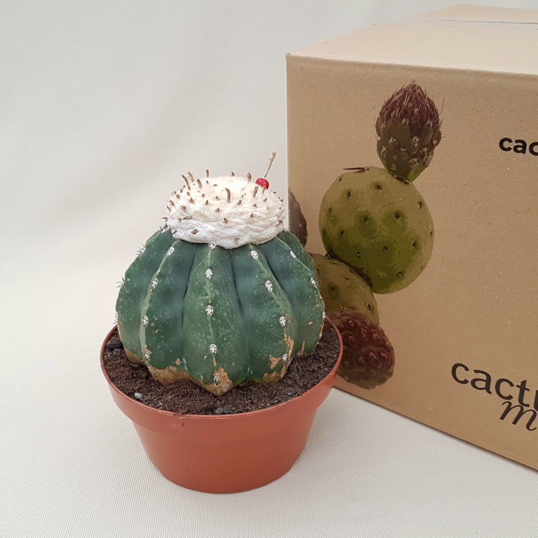 Melocactus maxonii inermis vaso Ø 17 | CactusMania