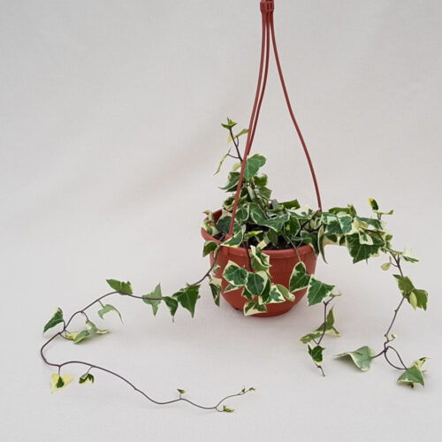 Senecio macroglossus vaso Ø 14 | CactusMania