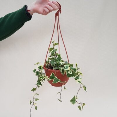 Senecio macroglossus vaso Ø 14 | CactusMania