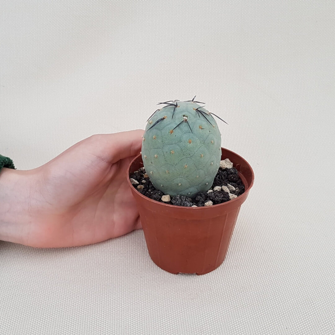 Tephrocactus geometricus 1 palla vaso Ø 8