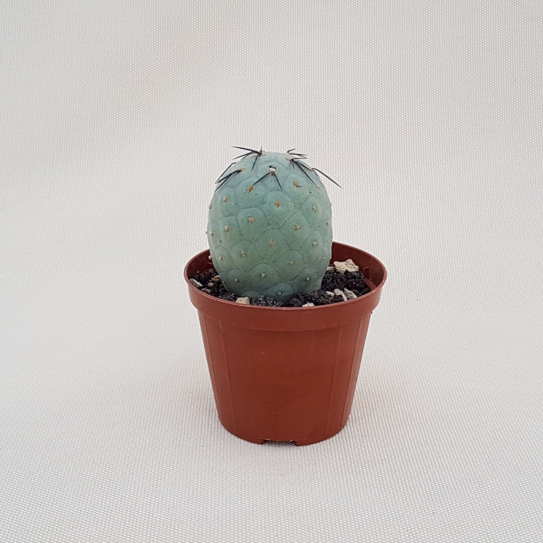 Tephrocactus geometricus 1 palla vaso Ø 8