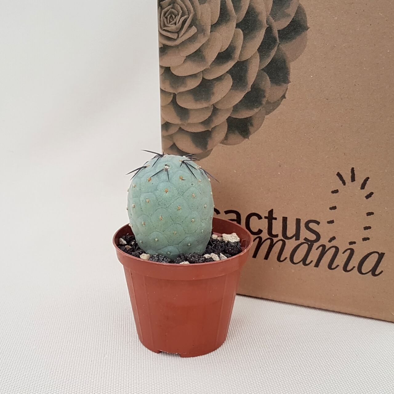 Tephrocactus geometricus 1 palla vaso Ø 8