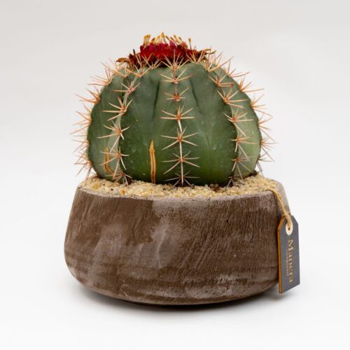 Melocactus bahiensis vaso Choco Ø 20