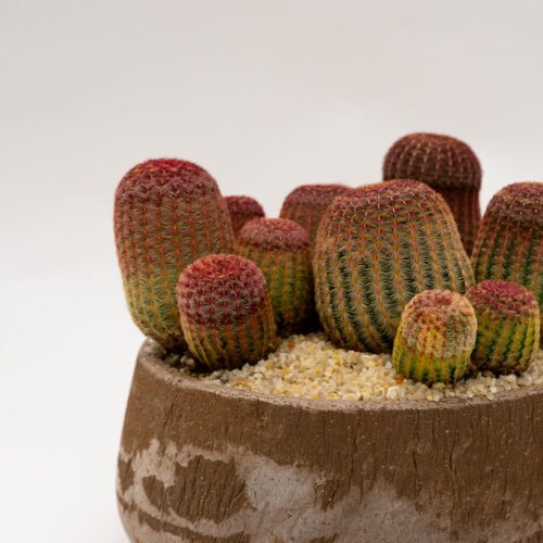 Echinocereus rigidissimus rubrispinus in vaso di terracotta