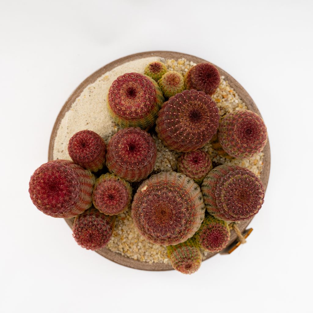 Echinocereus rigidissimus rubrispinus in vaso di terracotta