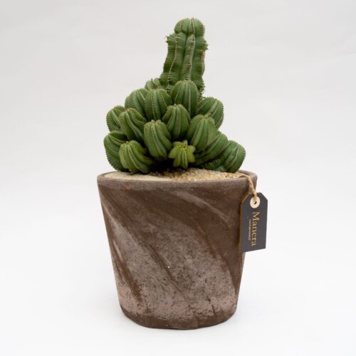 Euphorbia fruticosa inermis vaso Choco | Linea Manera