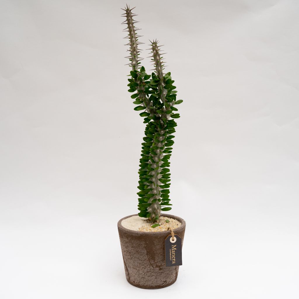 Alluaudia procera vaso in terracotta Choco small Ø 16