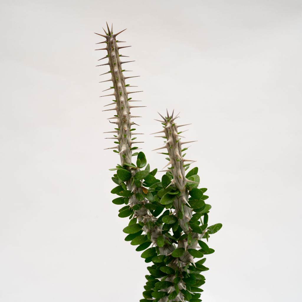 Alluaudia procera vaso in terracotta Choco small Ø 16