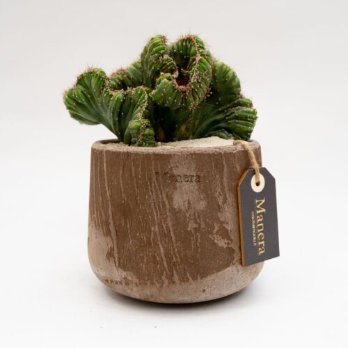 Cereus peruvianus coral crestato vaso Choco Manera Ø14