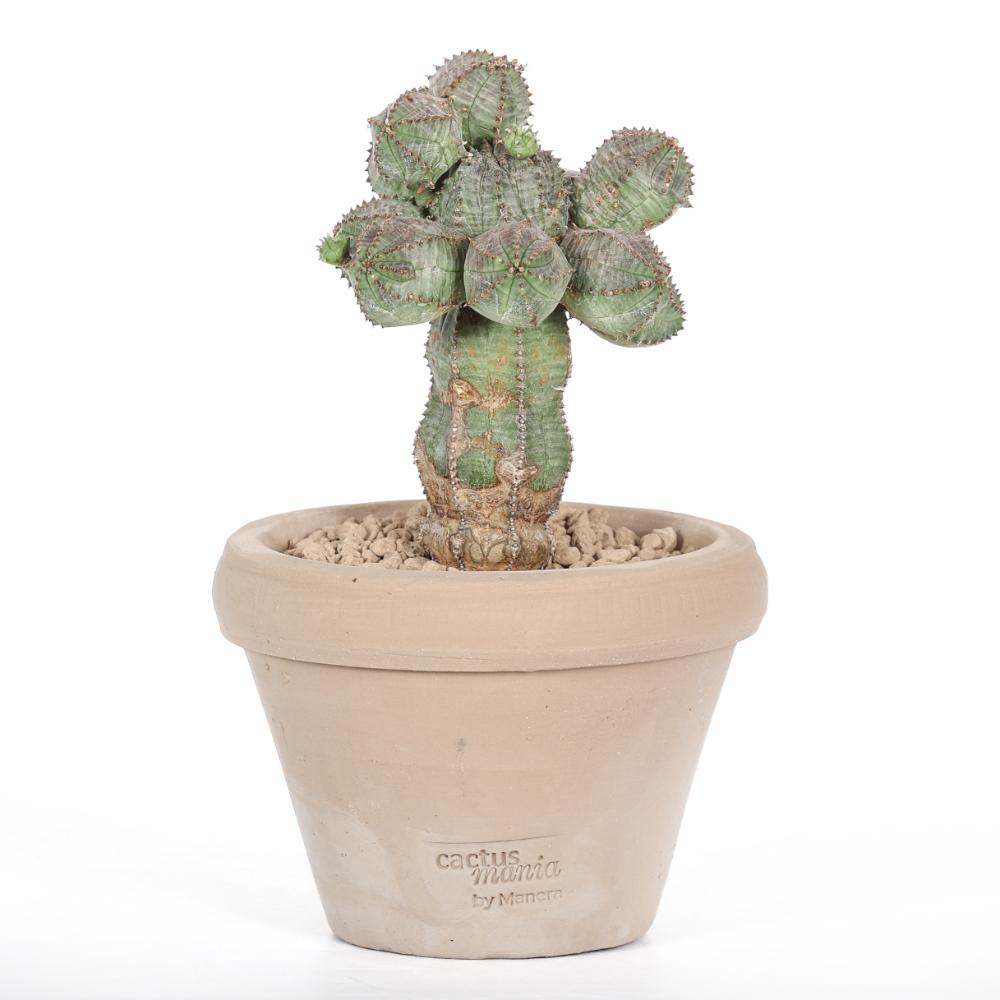 Euphorbia daisymontana obesa x tubiglans Ø 14