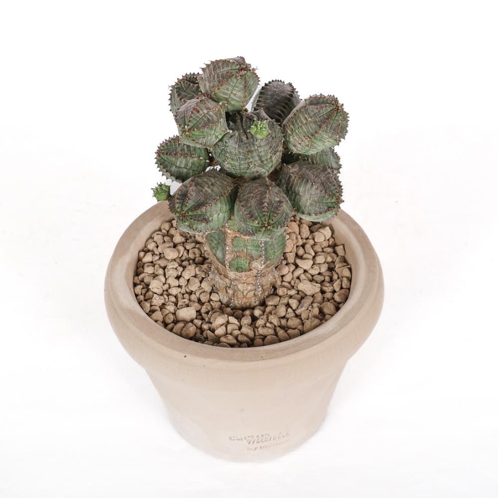 Euphorbia daisymontana obesa x tubiglans Ø 14