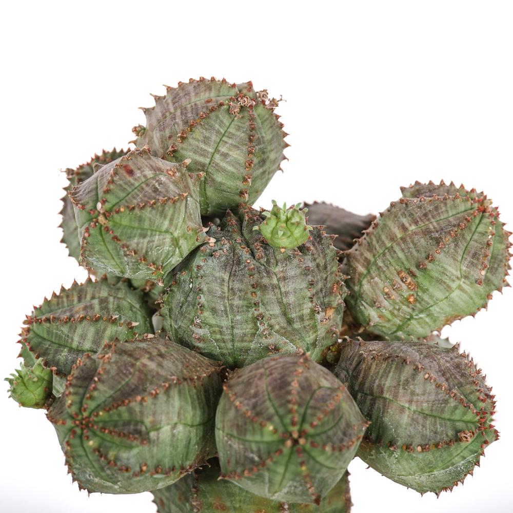 Euphorbia daisymontana obesa x tubiglans Ø 14