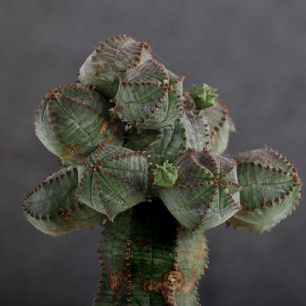 Euphorbia daisymontana obesa x tubiglans Ø 14