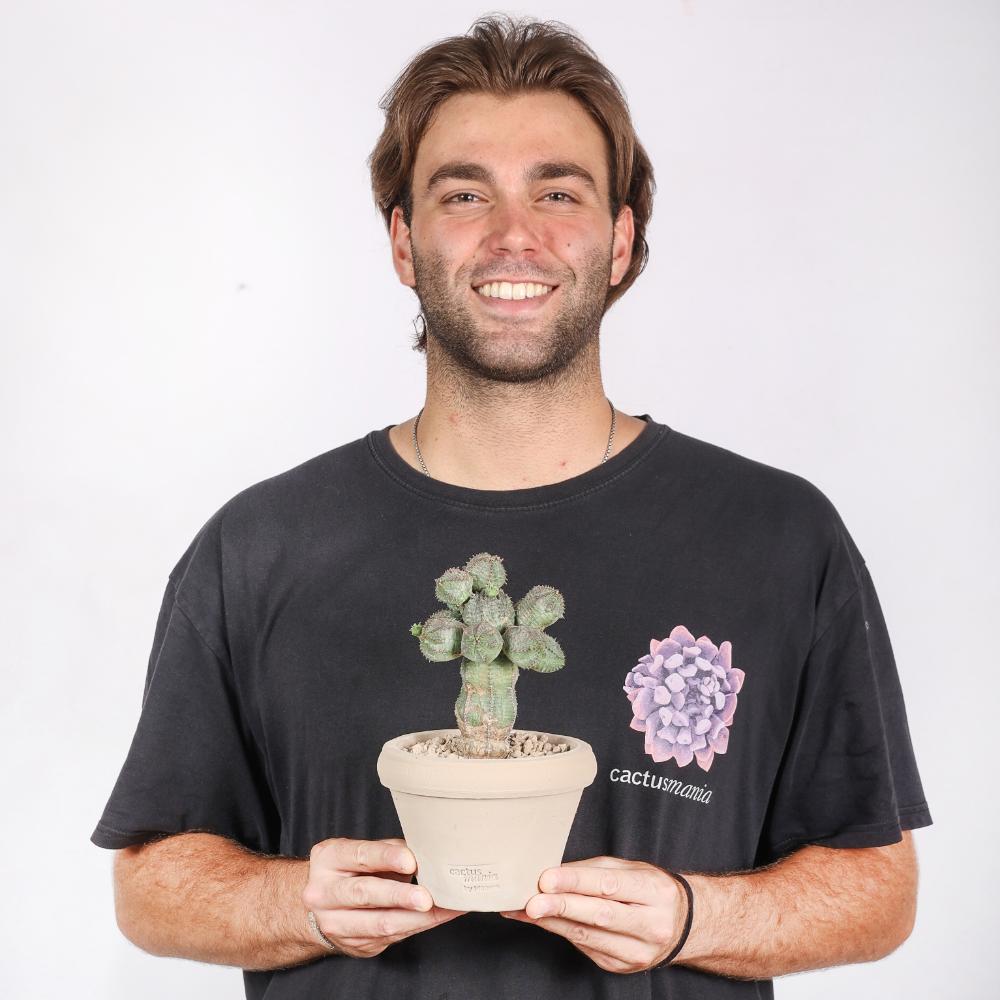 Euphorbia daisymontana obesa x tubiglans Ø 14