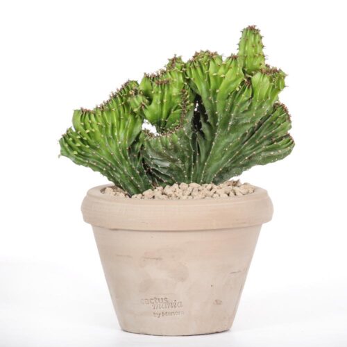 Euphorbia triangularis f. crestata Ø 14