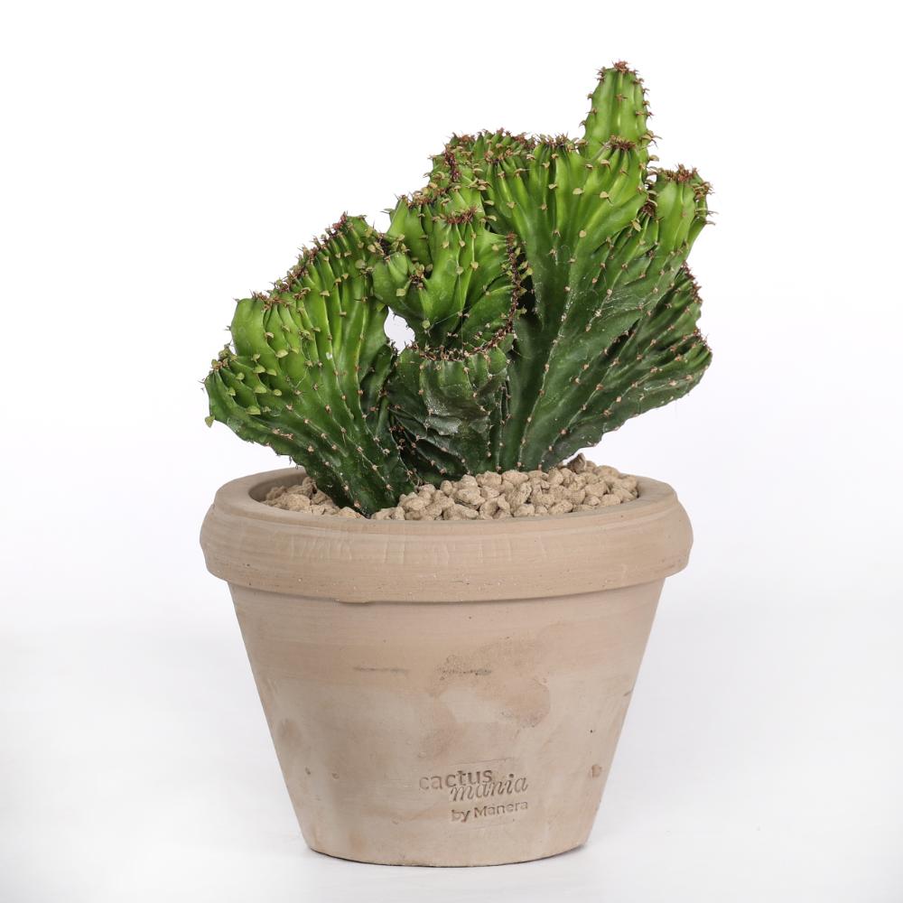 Euphorbia triangularis f. crestata Ø 14