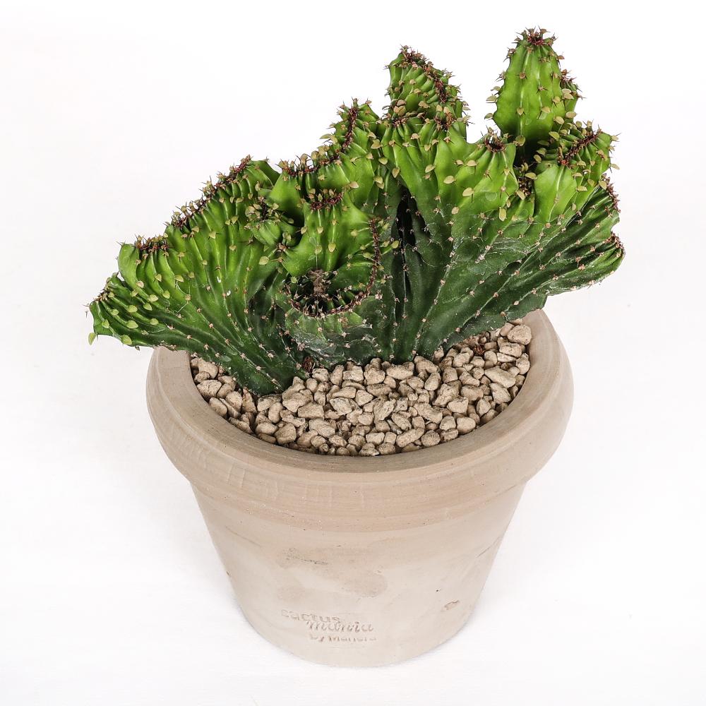 Euphorbia triangularis f. crestata Ø 14