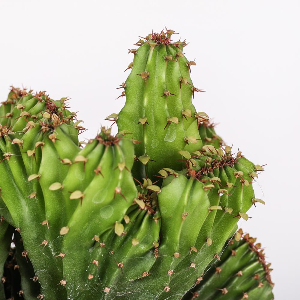 Euphorbia triangularis f. crestata Ø 14
