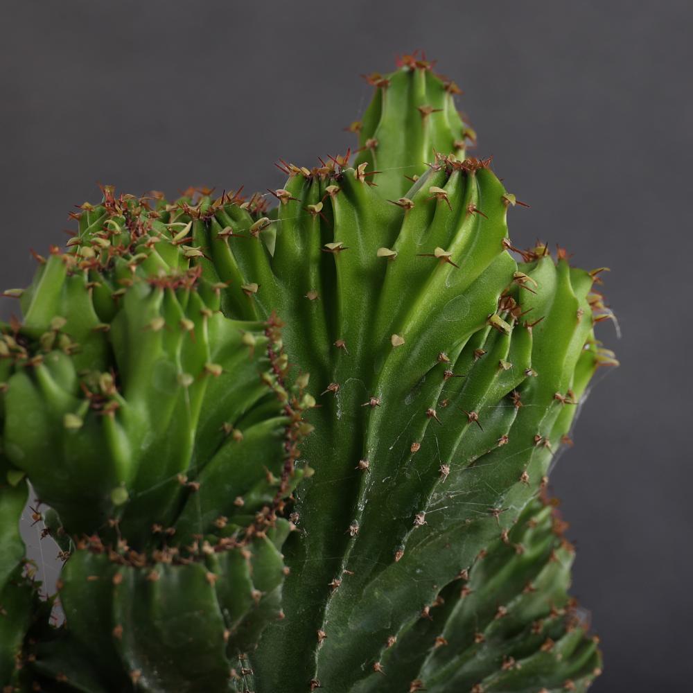 Euphorbia triangularis f. crestata Ø 14