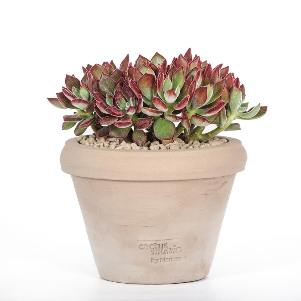 Echeveria pulvinata Devotion Ø 14