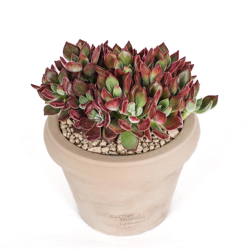 Echeveria pulvinata Devotion Ø 14