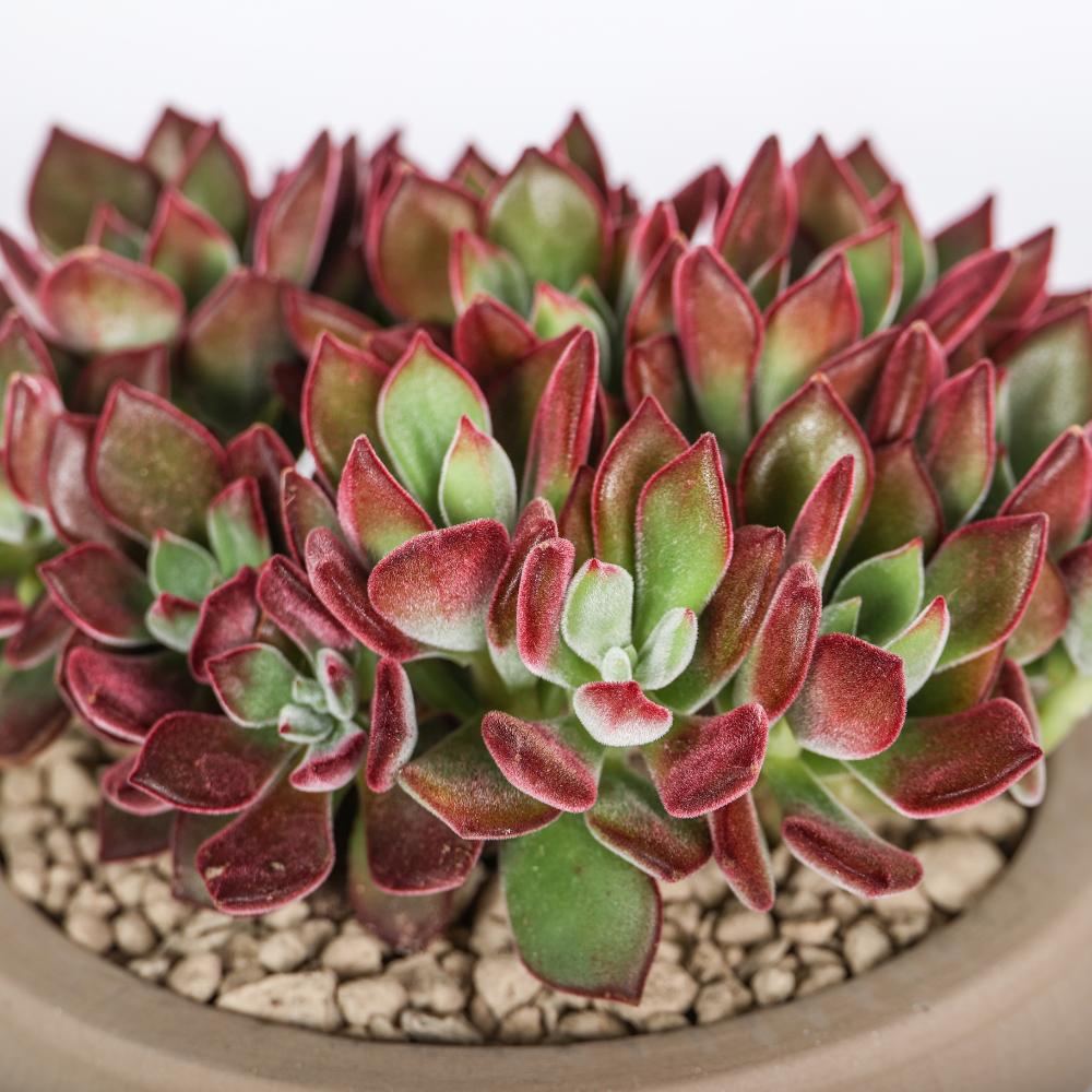 Echeveria pulvinata Devotion Ø 14
