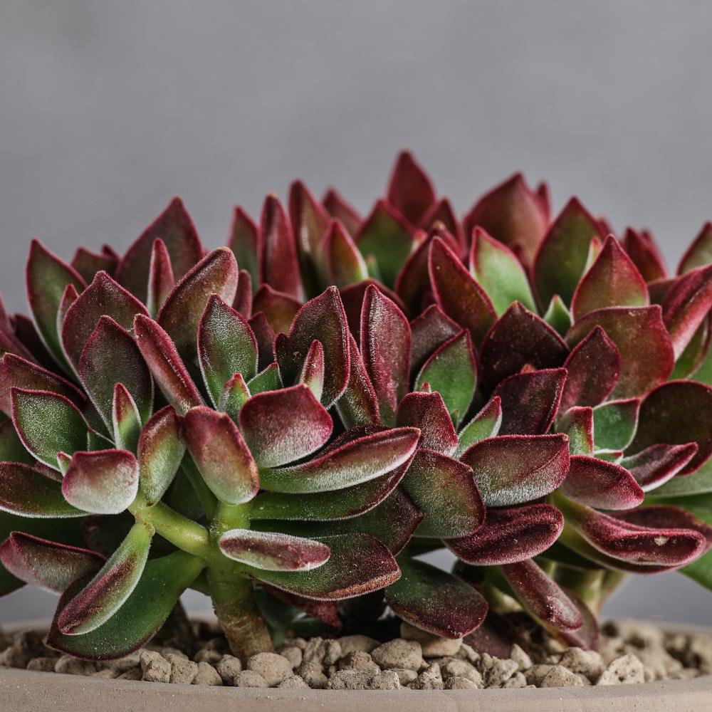 Echeveria pulvinata Devotion Ø 14