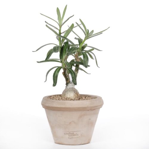 Pachypodium succulentum Ø 14