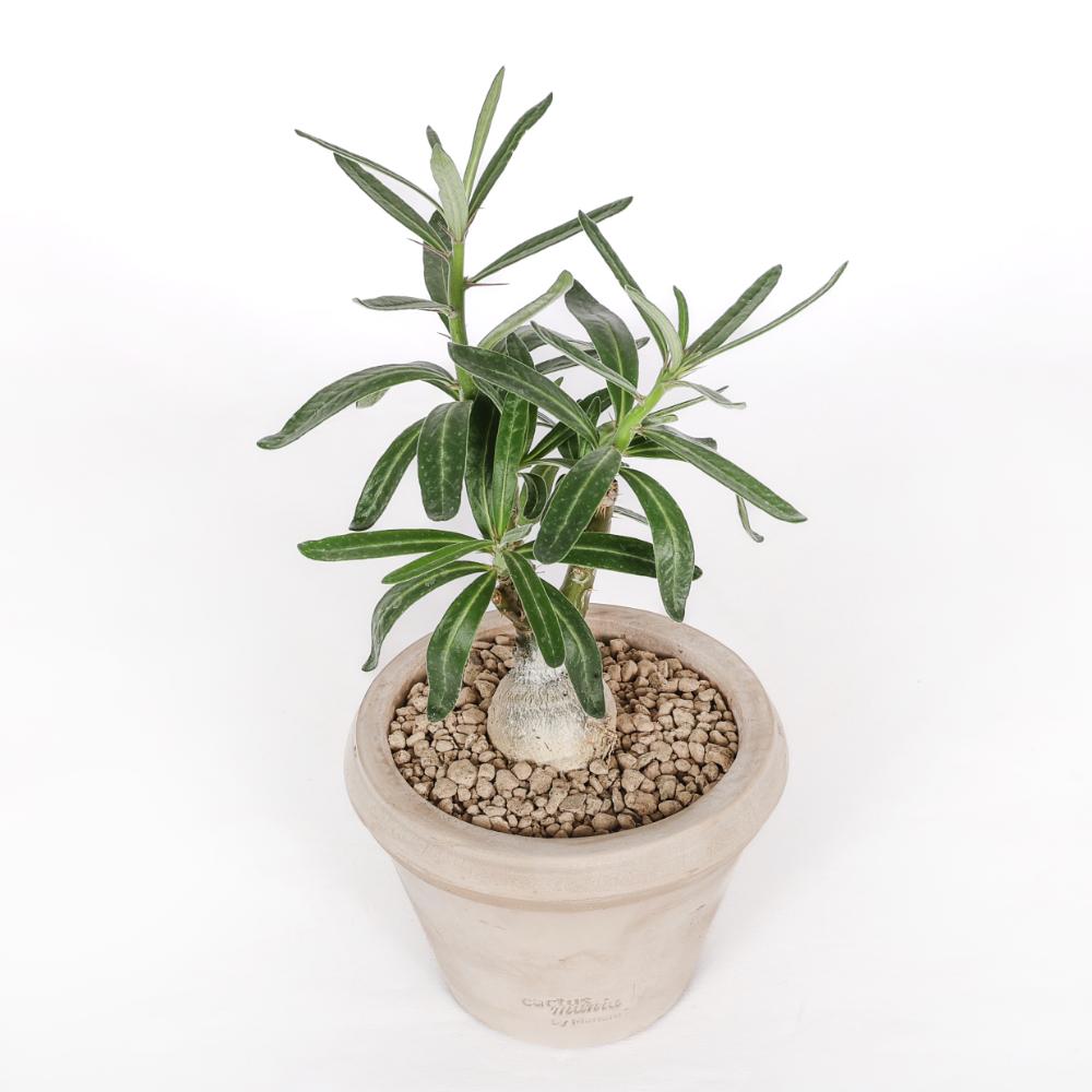 Pachypodium succulentum Ø 14