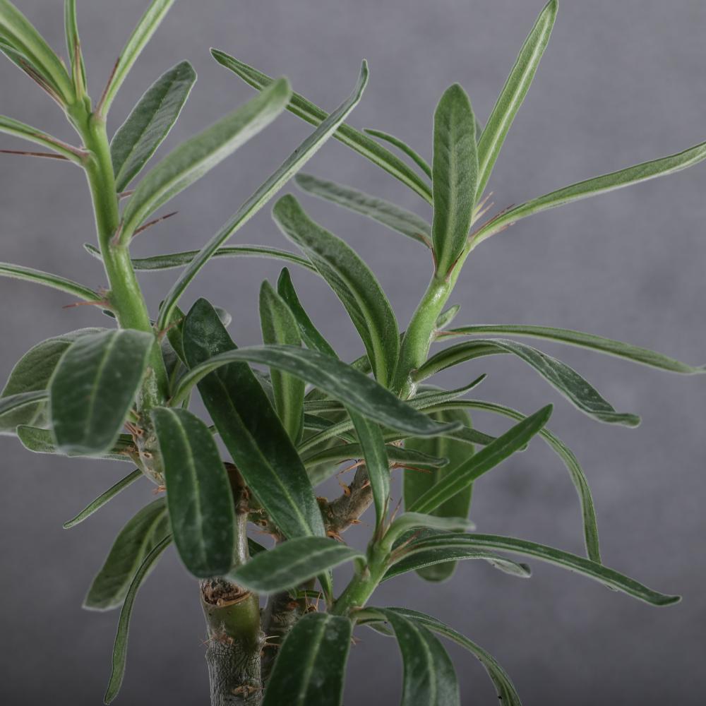 Pachypodium succulentum Ø 14