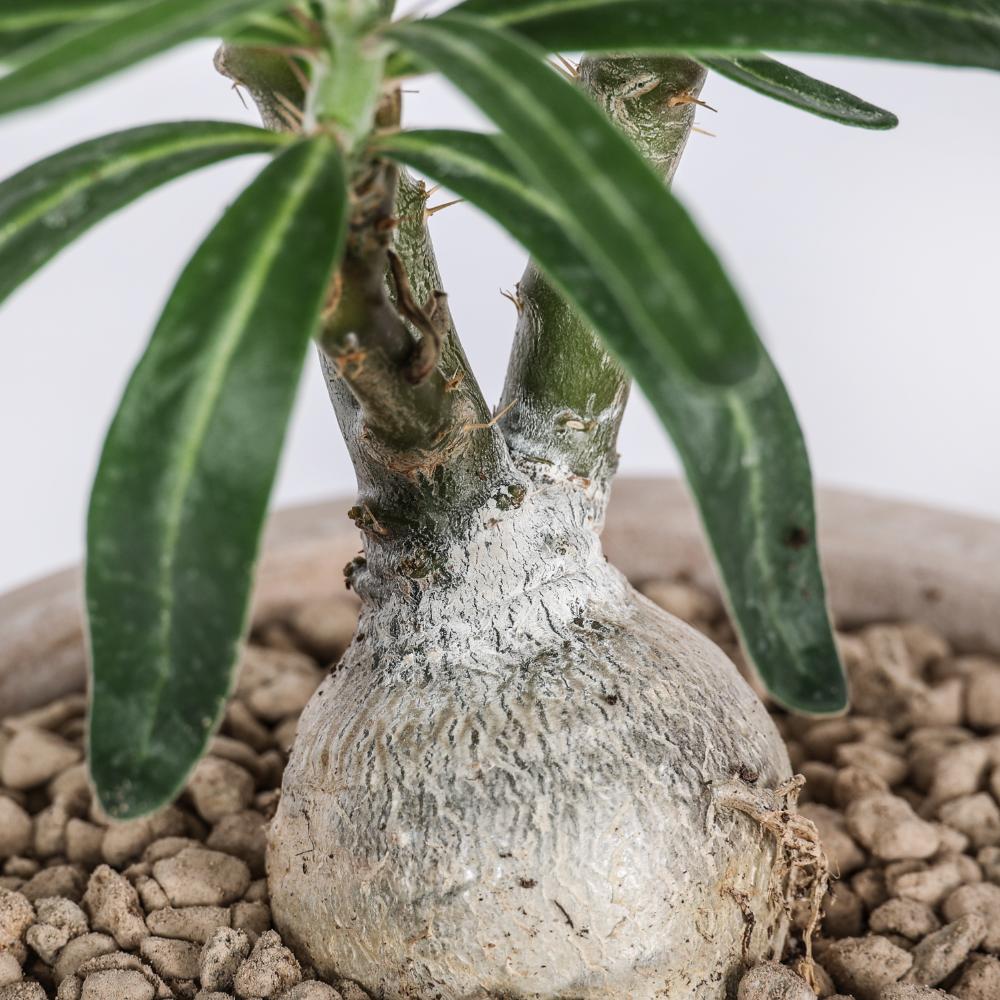 Pachypodium succulentum Ø 14