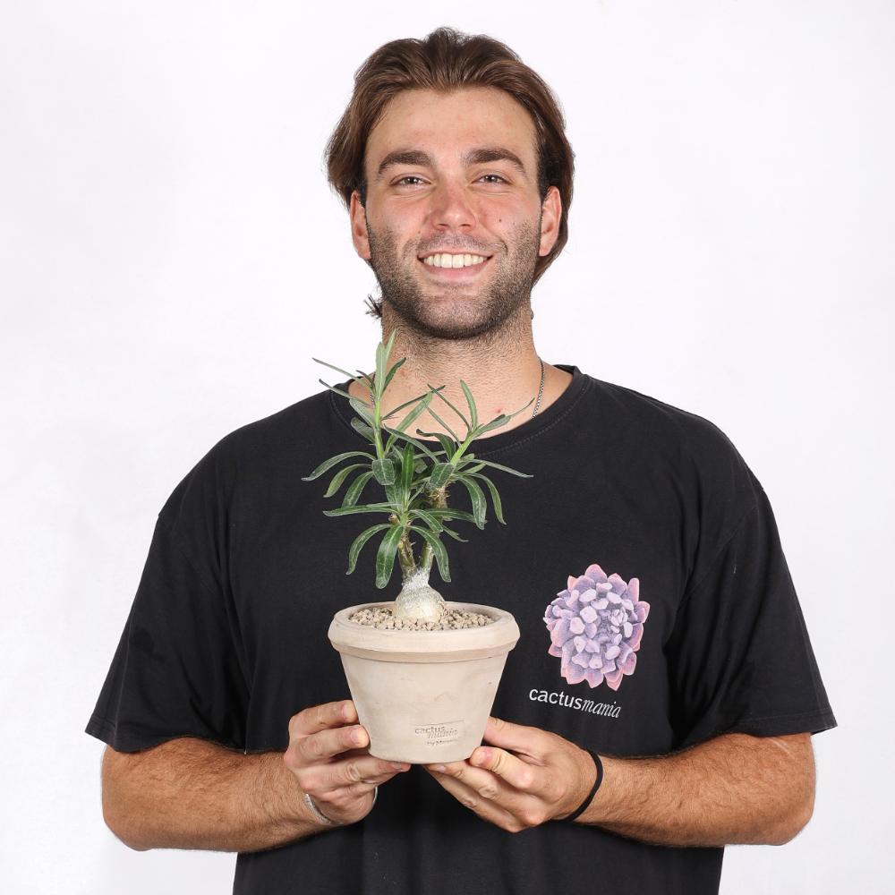 Pachypodium succulentum Ø 14