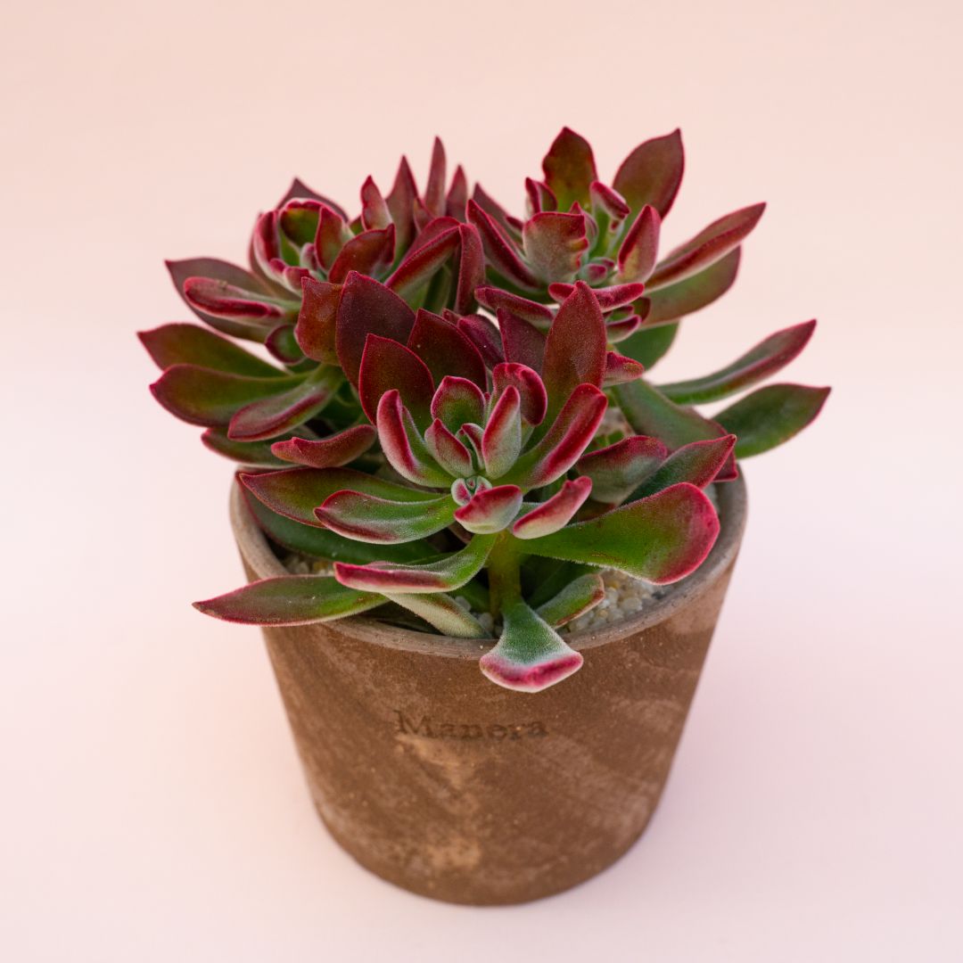 POWERS TO FLOWERS - ECHEVERIA TRIS: ORO, ARGENTO e BRONZO, 3 PIANTE, VASO 12CM DIAMETRO, piante