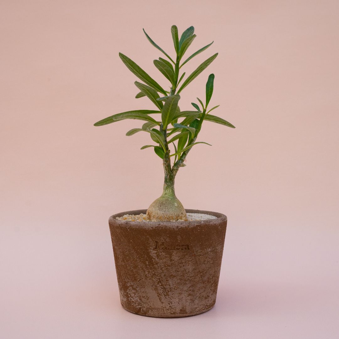 Pachypodium succulentum vaso in terracotta Choco small Ø 12