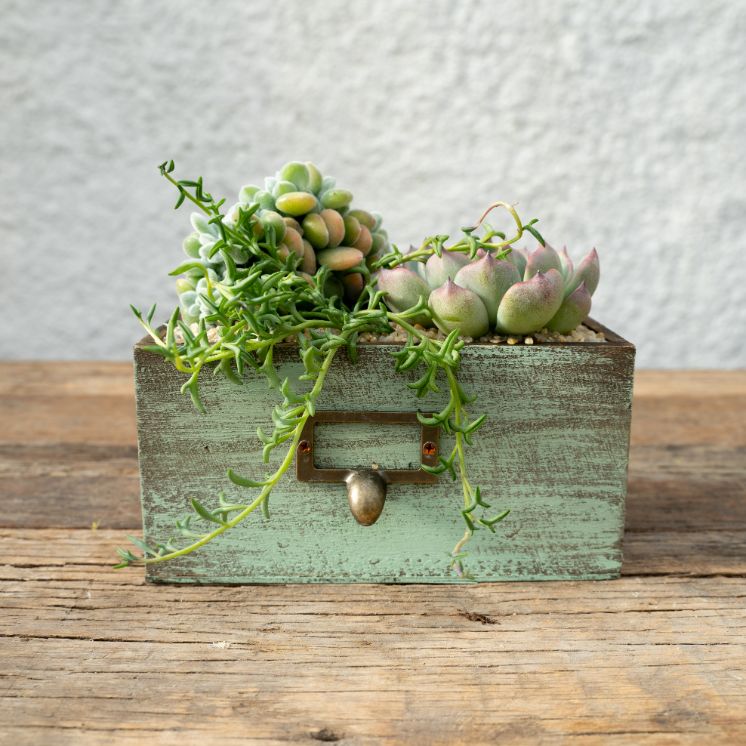 Succulente Chic 'Componi la tua Mania' - CactuSchool