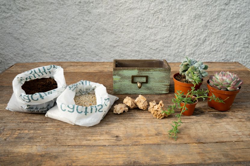 Succulente Chic 'Componi la tua Mania' - CactuSchool