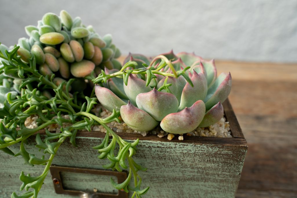 Succulente Chic 'Componi la tua Mania' - CactuSchool
