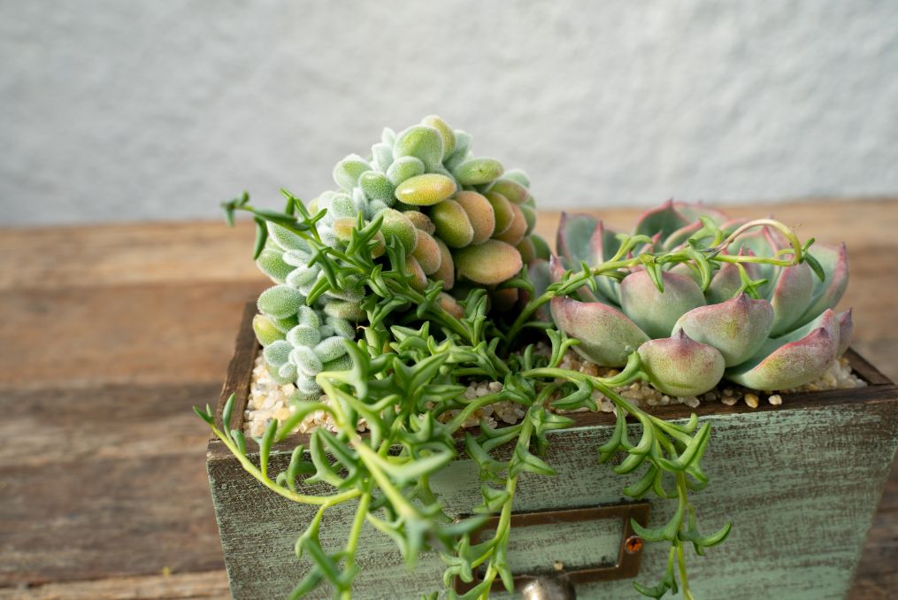 Succulente Chic 'Componi la tua Mania' - CactuSchool
