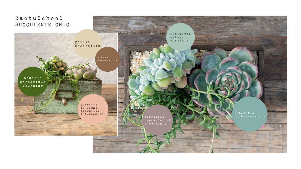 Succulente Chic 'Componi la tua Mania' - CactuSchool