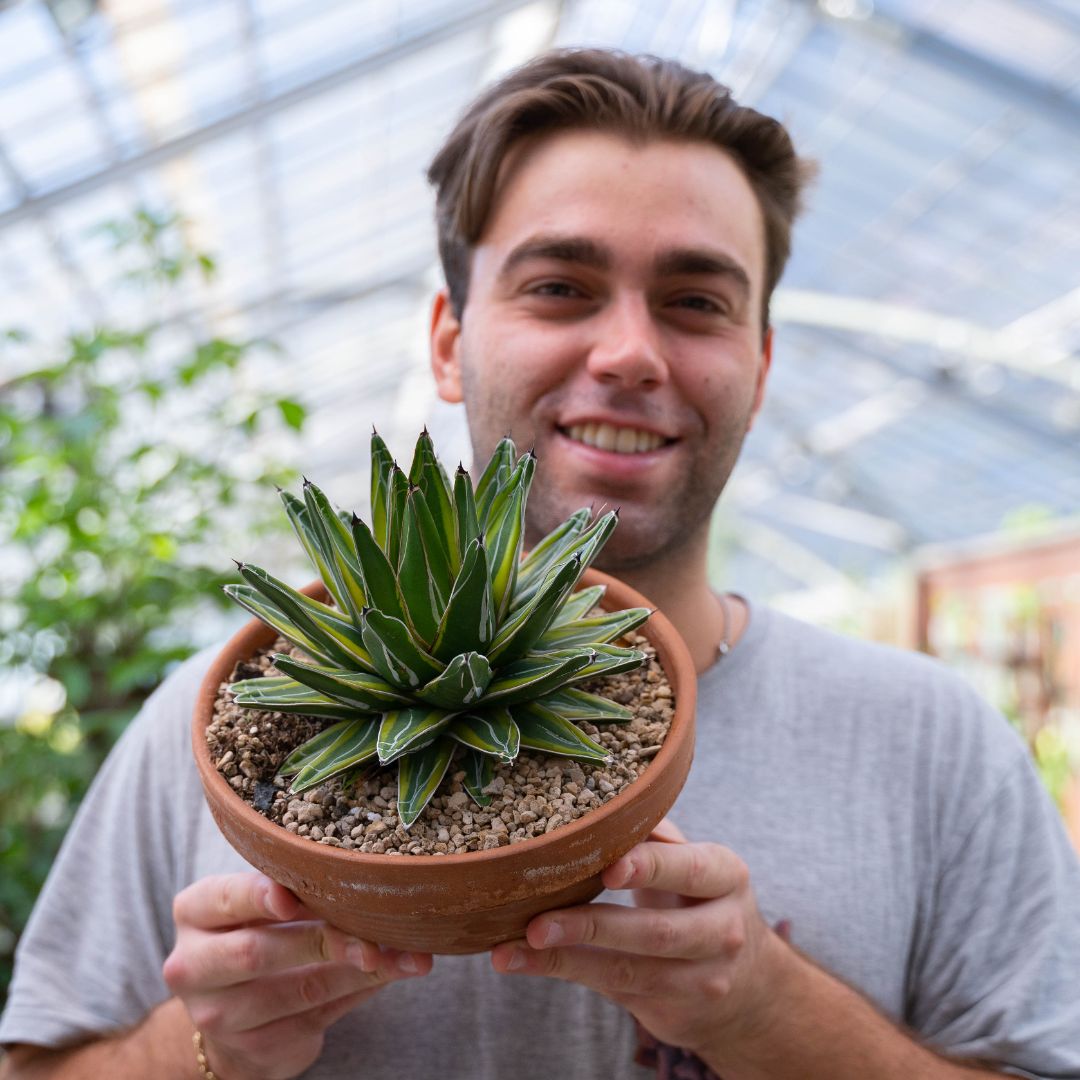 Agave vittoriae reginae variegata Ø 25 cm