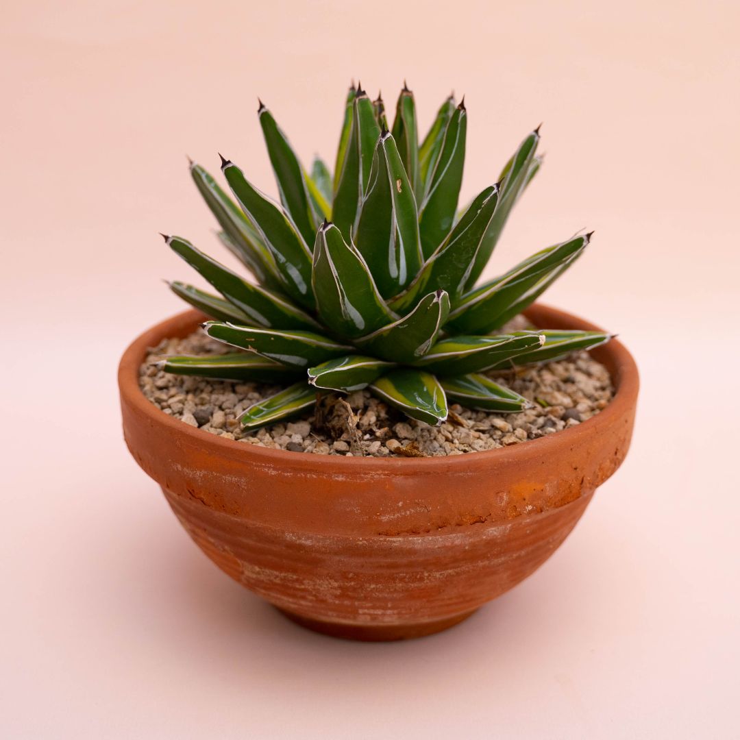 Agave vittoriae reginae variegata Ø 25 cm