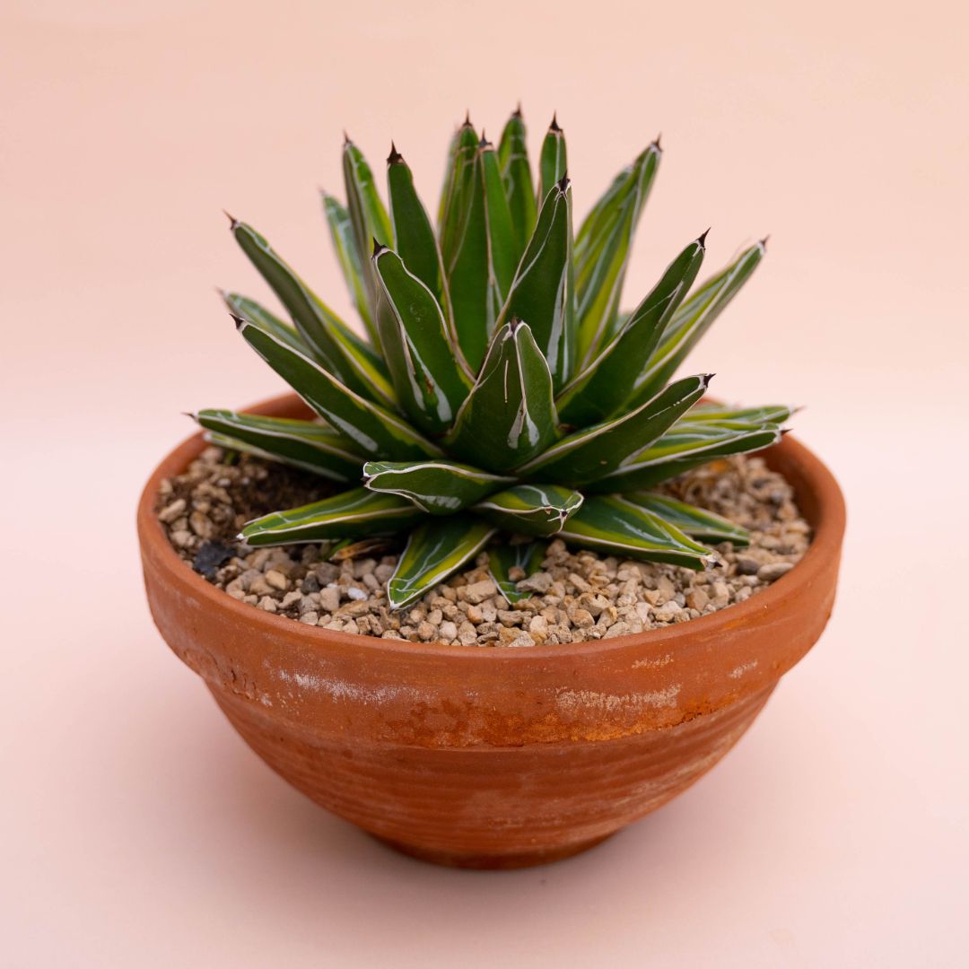 Agave vittoriae reginae variegata Ø 25 cm