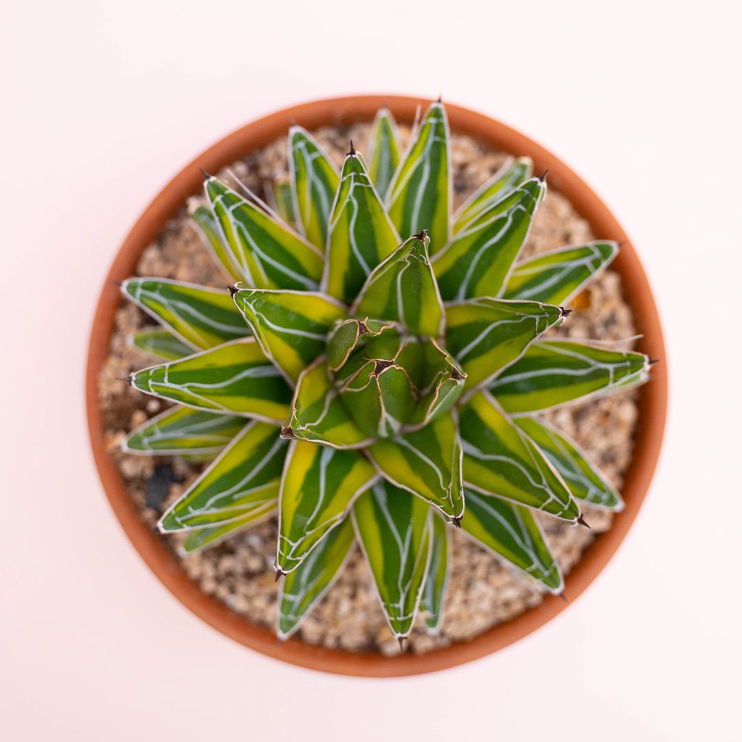 Agave vittoriae reginae variegata Ø 25 cm