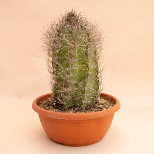 Astrophytum capricorne Ø 20 cm