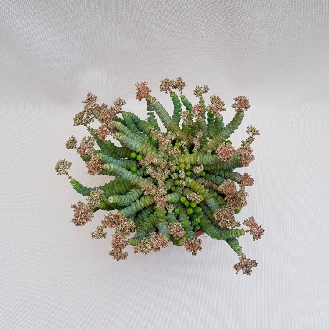 Crassula ottentotta vaso Ø 18 | Boutique CactusMania
