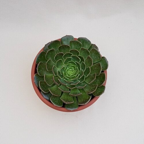 Echeveria Brown Rose vaso Ø 18 | Boutique CactusMania