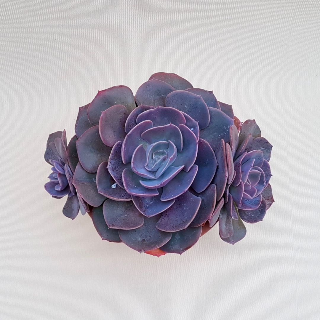 Echeveria Dusty Rose vaso Ø 18 | CactusMania